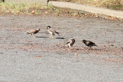 ねるとん・むく鳥の巻（二）