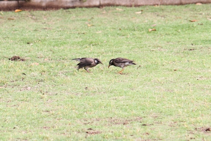 ねるとん・むく鳥の巻（三）