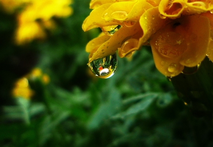 梅雨の贈り物･･･。
