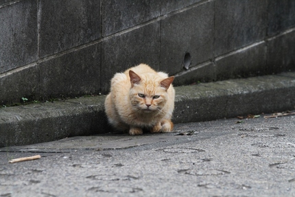 睨みあい･･･。