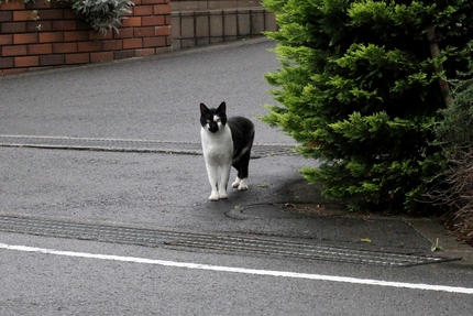 黒ネコ･･･。