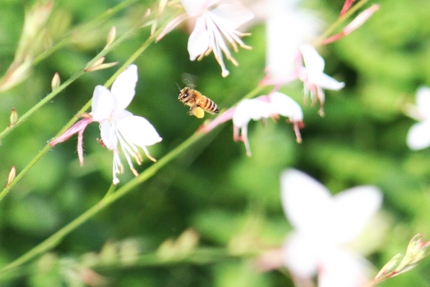 蜜が重そうです･･･。