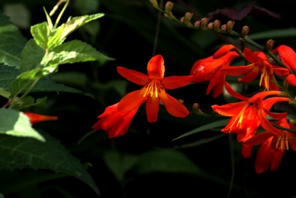 ライトな花･･･。