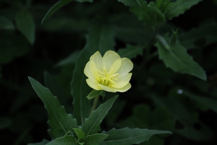 涼しげな花は･･･。