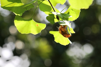 8月1日（盛夏）