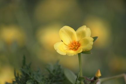 夏の花･･･。