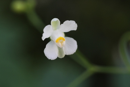 可愛い花･･･。