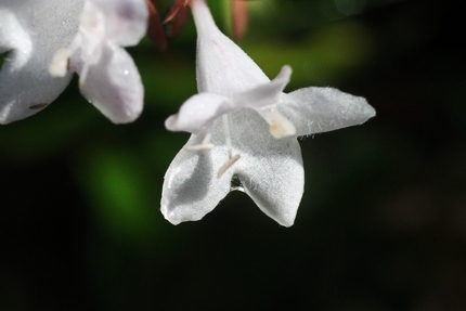 アベリアの花･･･。
