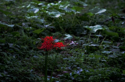 彼岸花・・・（四）