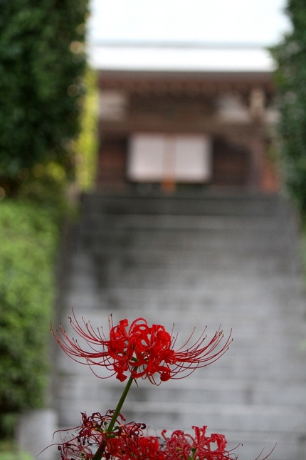 彼岸花・・・（六）