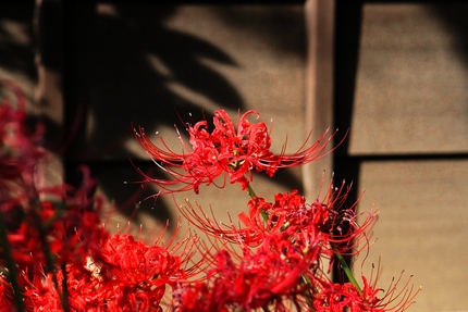 彼岸花・・・（七）