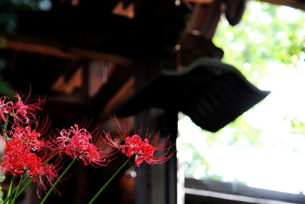 彼岸花・・・（十）