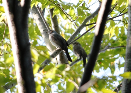 この鳥が今騒がしい・・・。