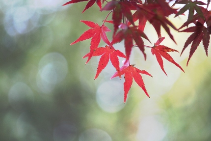「紅葉」変化帳・・・「一」