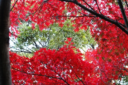 「紅葉」変化帳・・・「二」