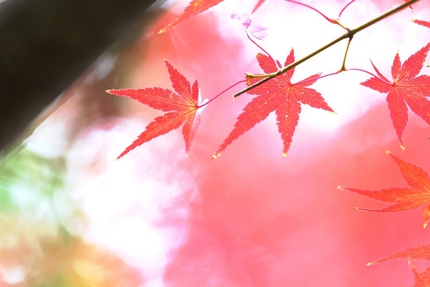 「紅葉」変化帳・・・「四」
