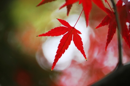「紅葉」変化帳・・・「八」