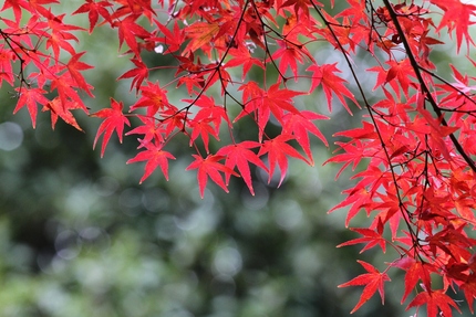 「紅葉」変化帳・・・「九」