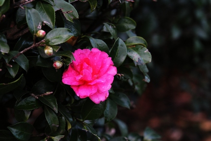 赤い山茶花・・・。
