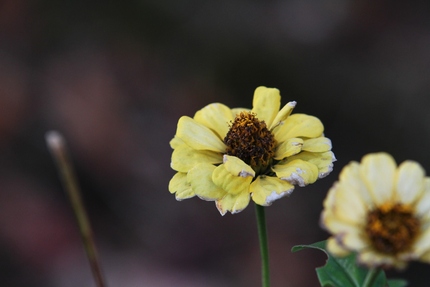 この花はなんだろうか・・・。