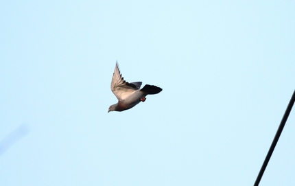 鳩も飛ぶ・・・。
