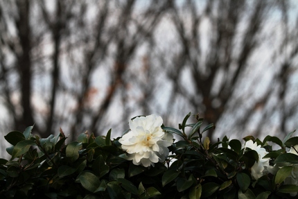 山茶花ーシロ