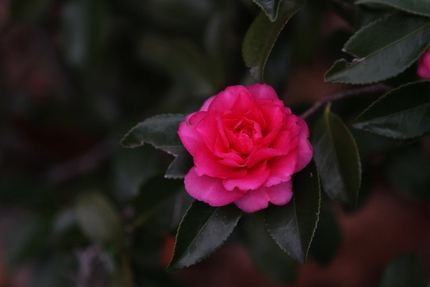 山茶花を撮る・・・。