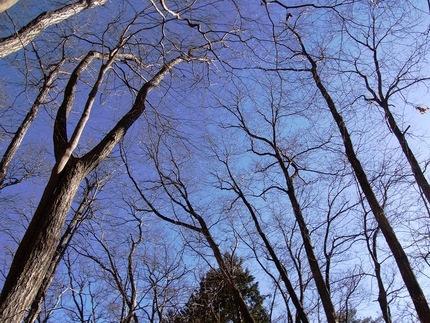 「鹿倉山」枯れ葉踏み踏み記（3...