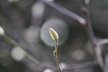 芽吹き・・・。