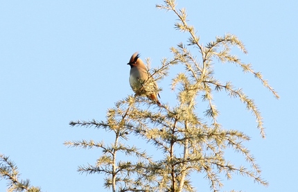 これなんの鳥・・・？？？