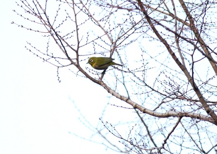 街の野鳥たち・・・。