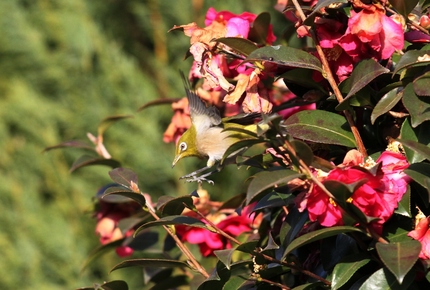 鳥獣戯画・・・飛ぶ