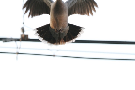 鳥獣戯画・・・飛ぶしかし・・・...