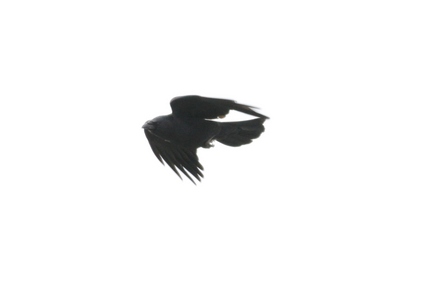 鳥獣戯画・・・飛ぶ勘太郎