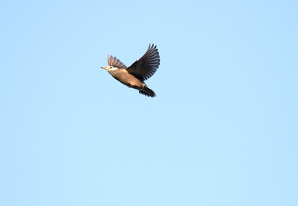 鳥獣戯画・・・飛ぶ