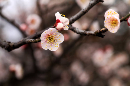 梅の花を写す・・・(4)