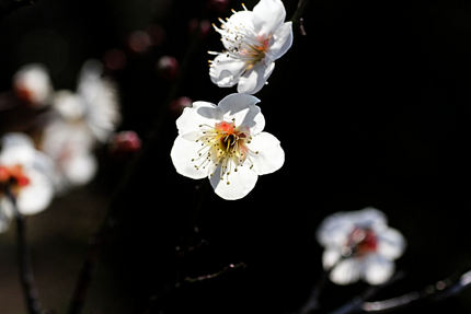 梅の花を写す・・・(5)