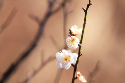 梅の花を写す・・・(6)