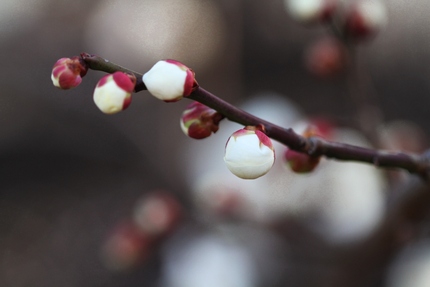 梅の花を写す・・・(7)
