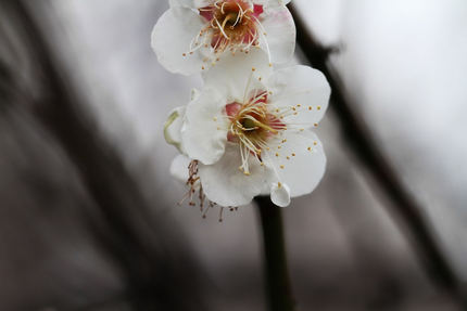 梅の花を写す・・・(8)