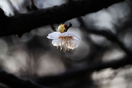 梅の花を写す・・・(8)