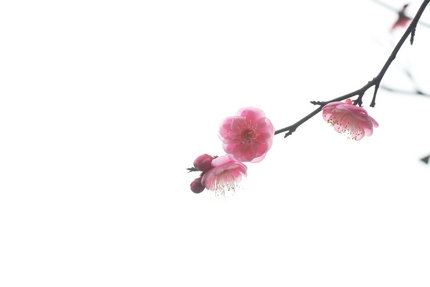 梅の花を写す・・・(10)