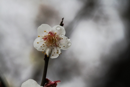 雨の梅林にて・・・(一)