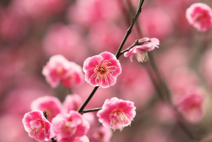 梅の花傑作選・・・(1)