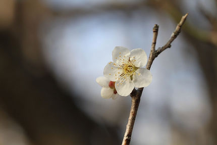 梅の花傑作選・・・(2)