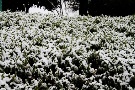 雪の日・・・(1)