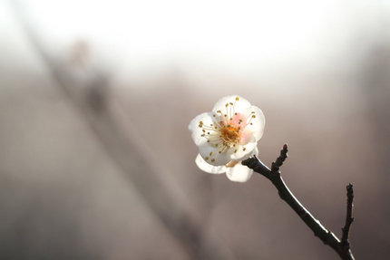 梅の花傑作選・・・(3)