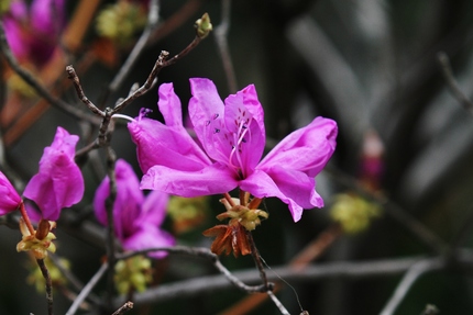 この花は・・・。