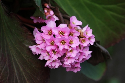 この花の名は・・・？