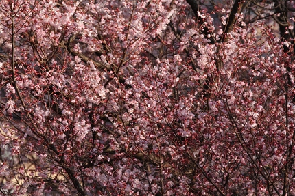 桜咲く・・・。